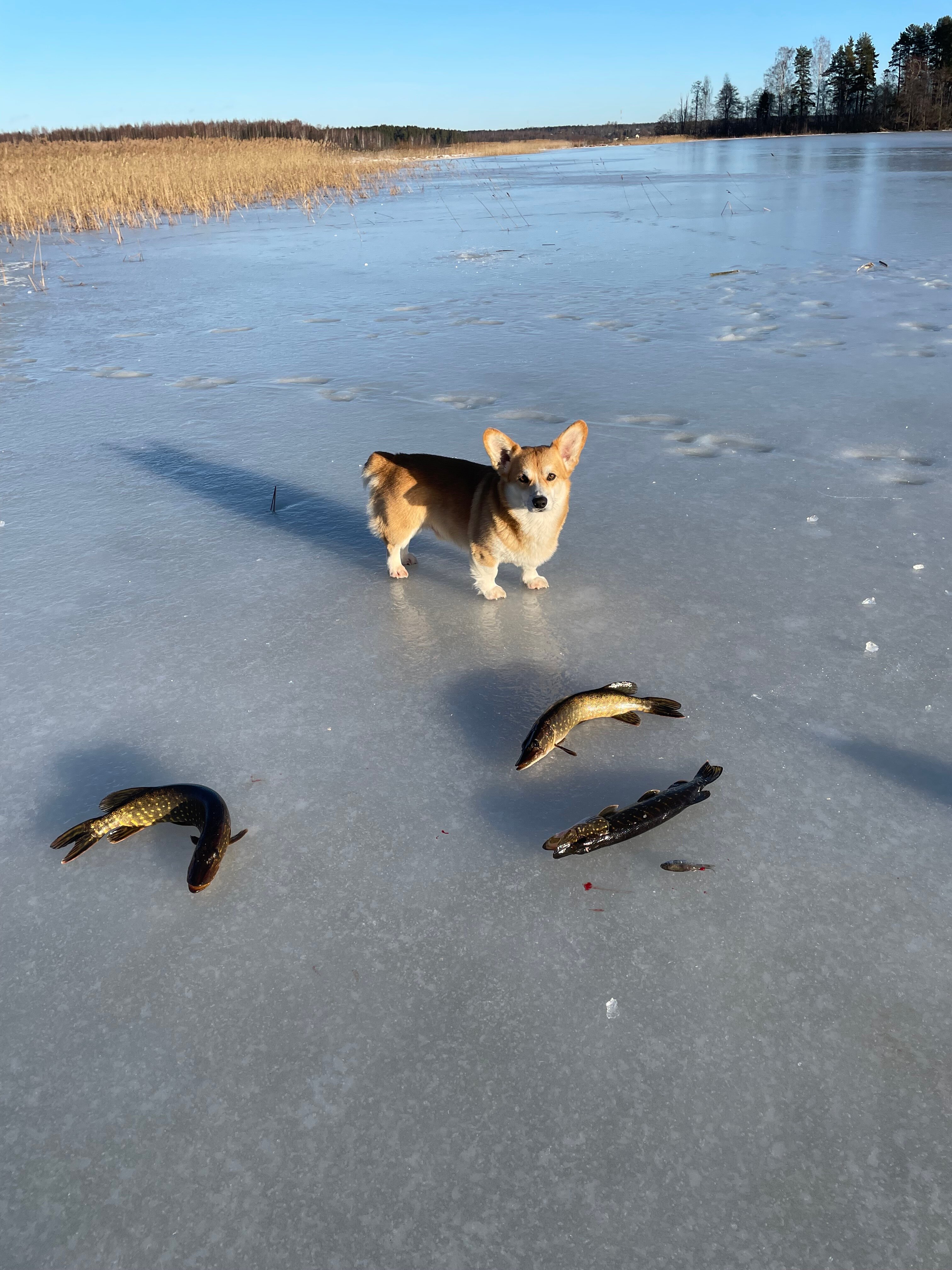 Фото Дом у озера