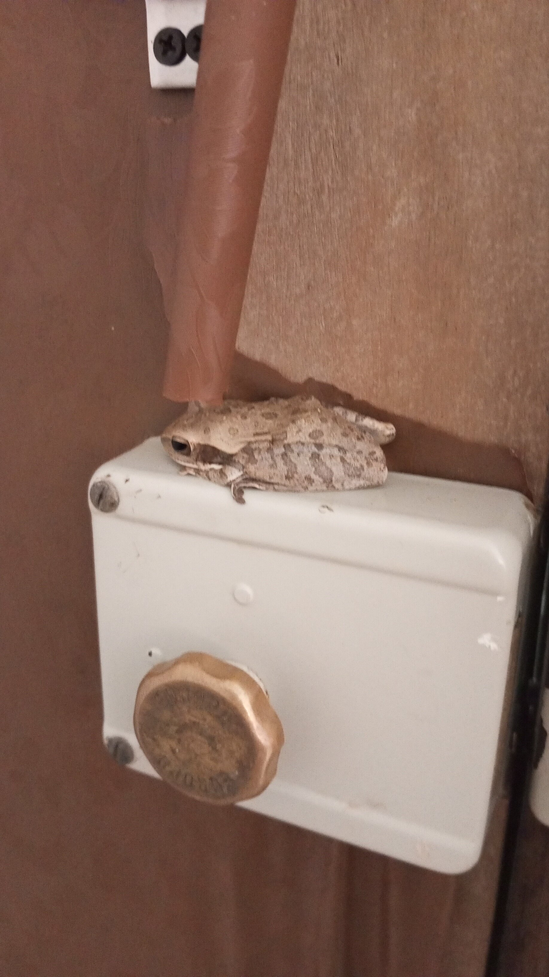 Фото Tgf Dream Guest House