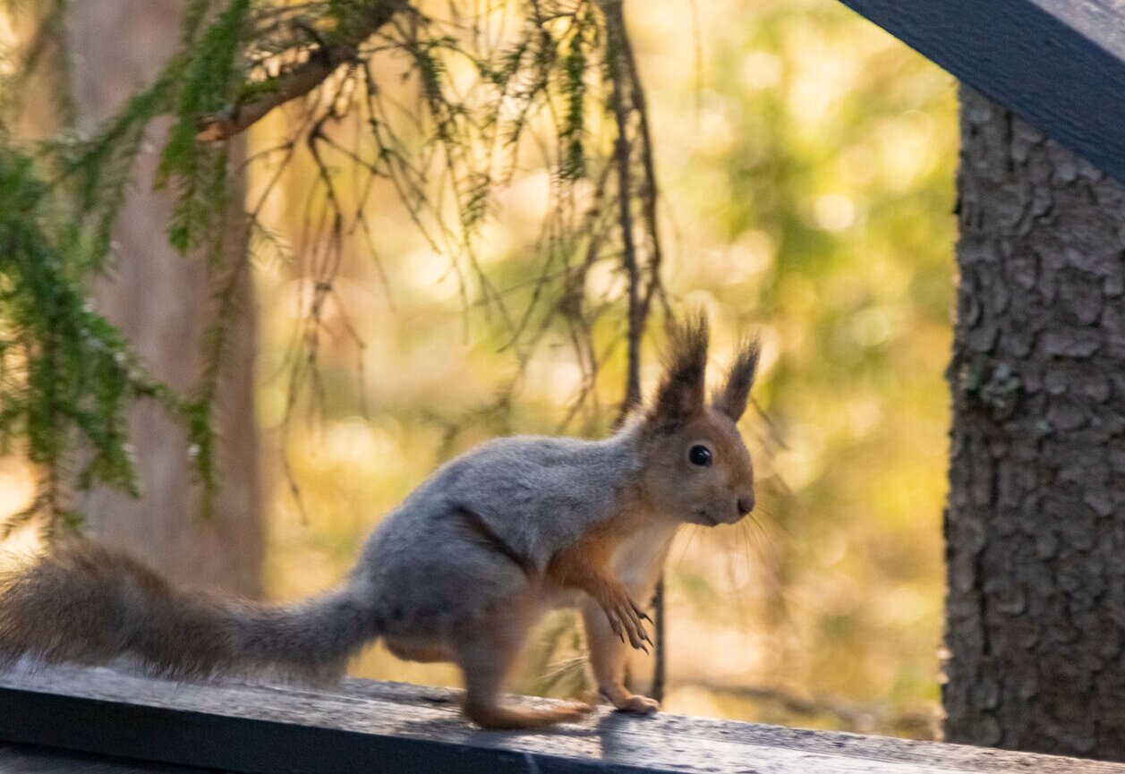 Фото Anttila Hutor