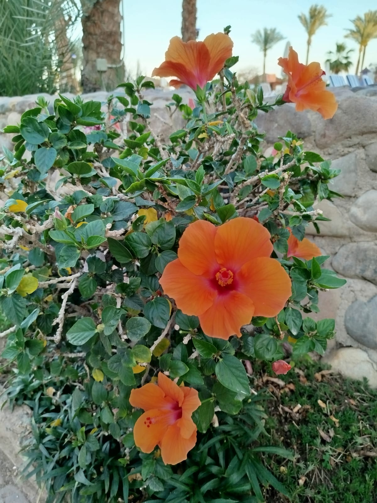 Фото Куин Шарм Резорт Вью