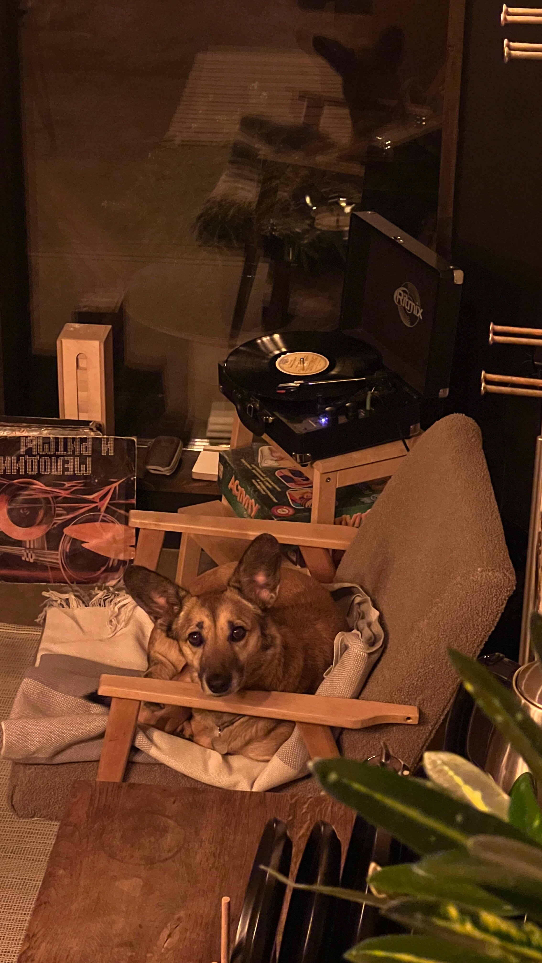 Фото Дзен в лесу