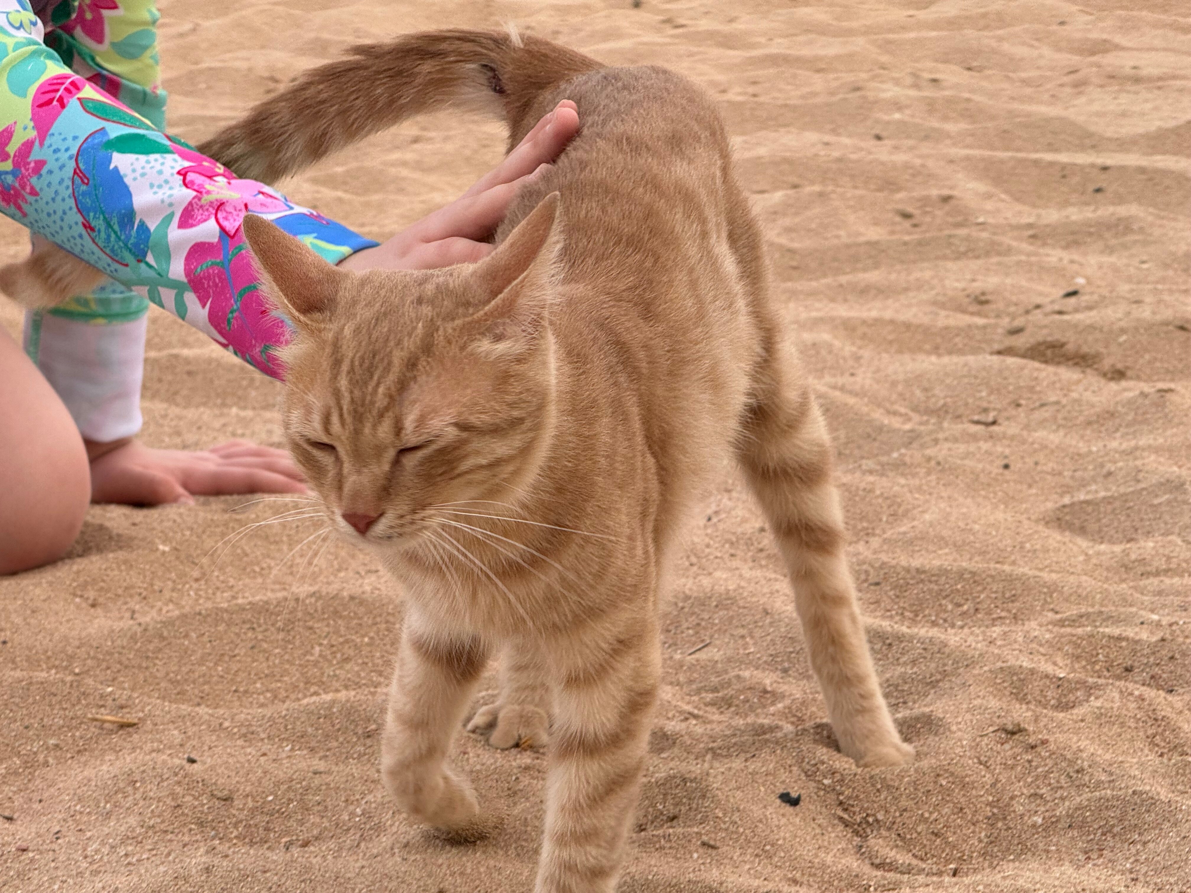 Фото Maritim Jolie Ville Resort & Casino Sharm El Sheikh