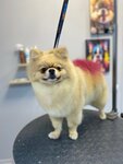 Groomer Devyatyarova E. (Teatralnaya ulitsa, 15), pet salon