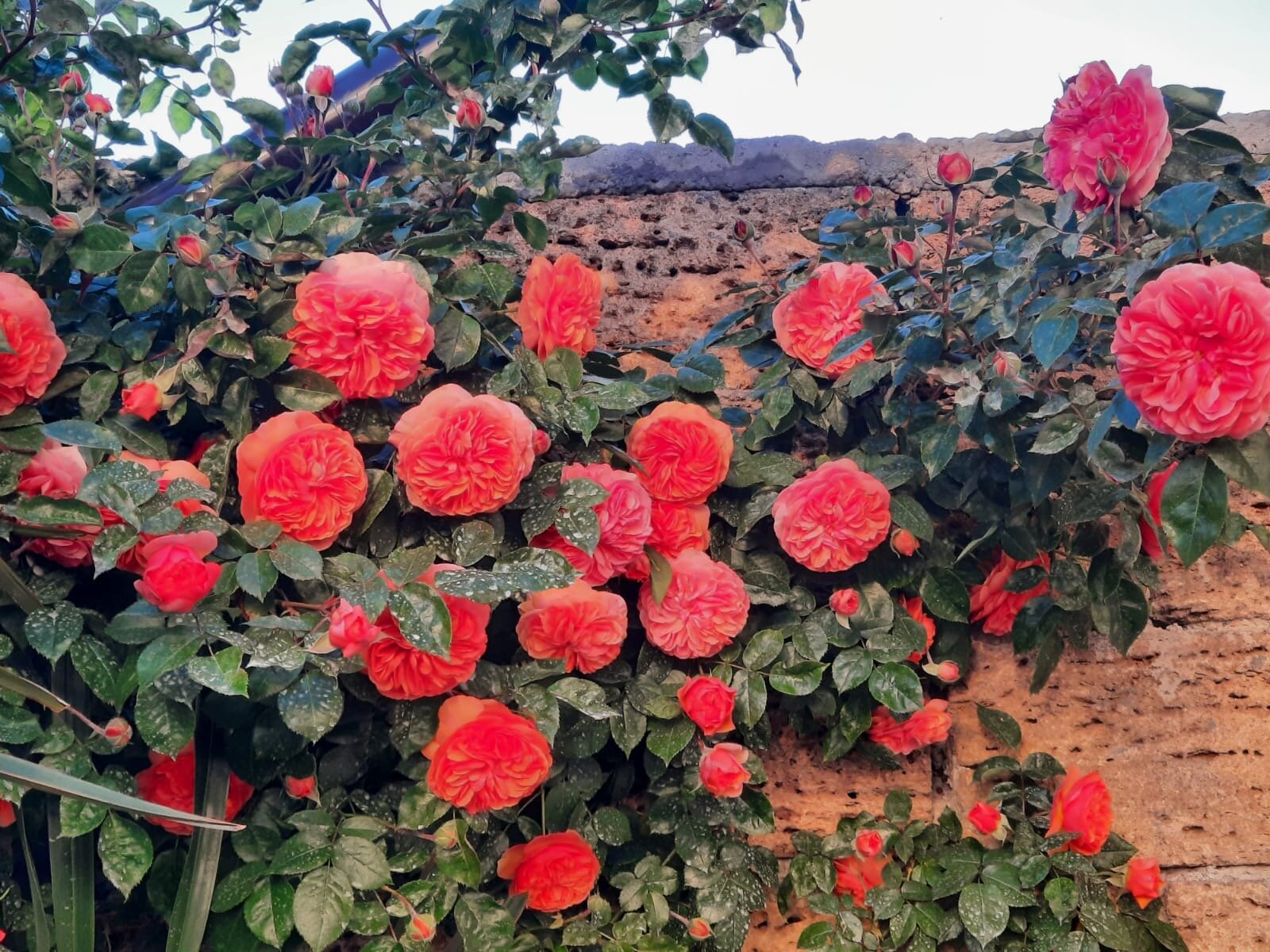 Фото Гавайи