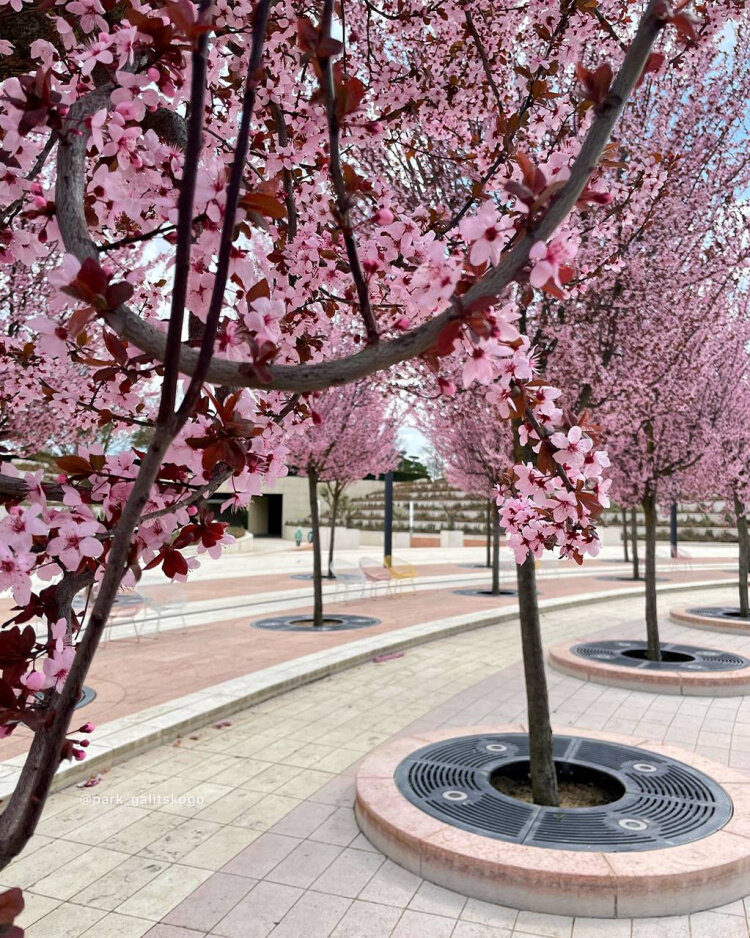 Фото Ласточка