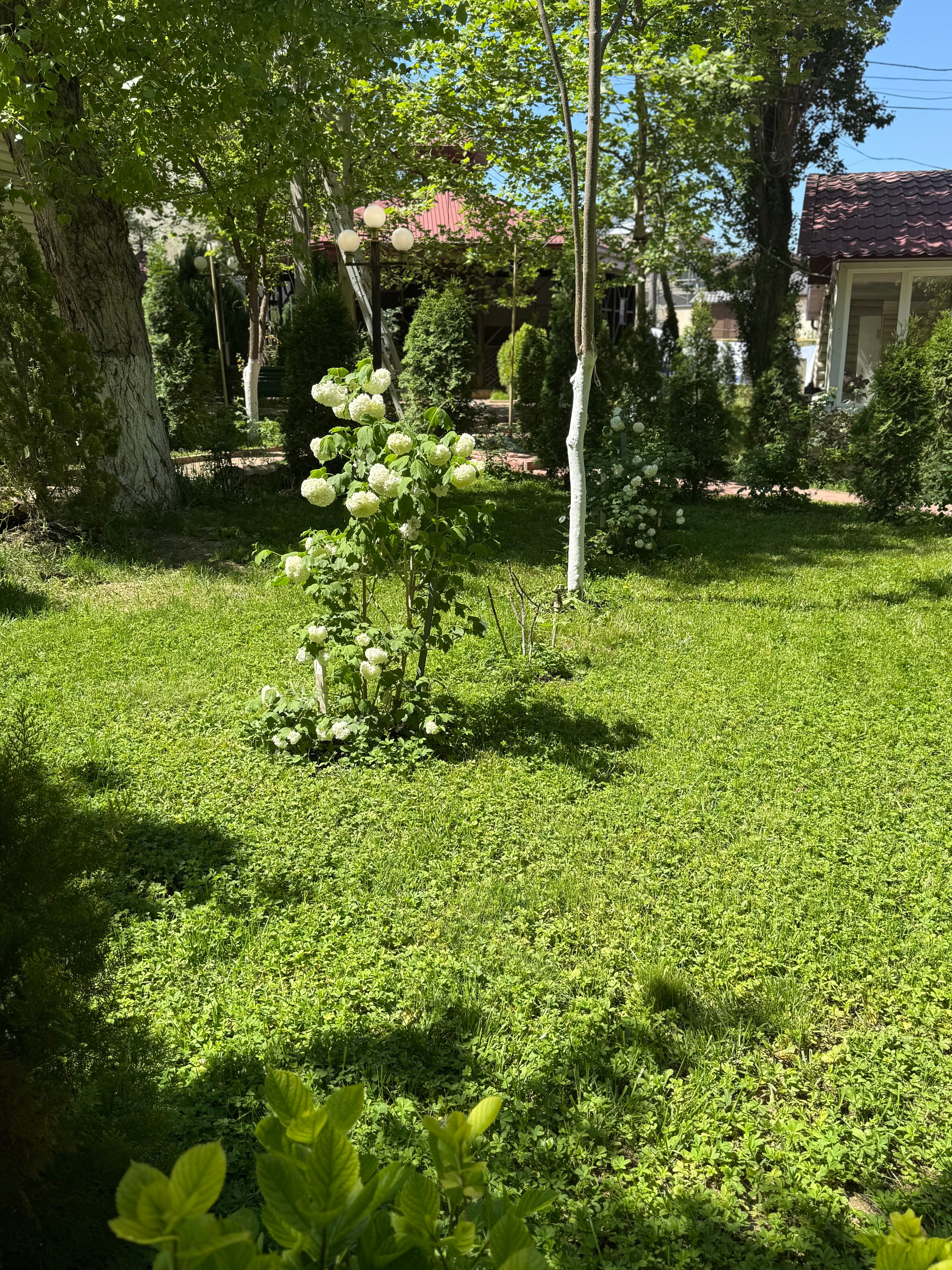 Фото Грин Вилл