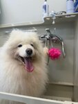 Lapochka (Komendantskiy Avenue, 28к2), pet salon