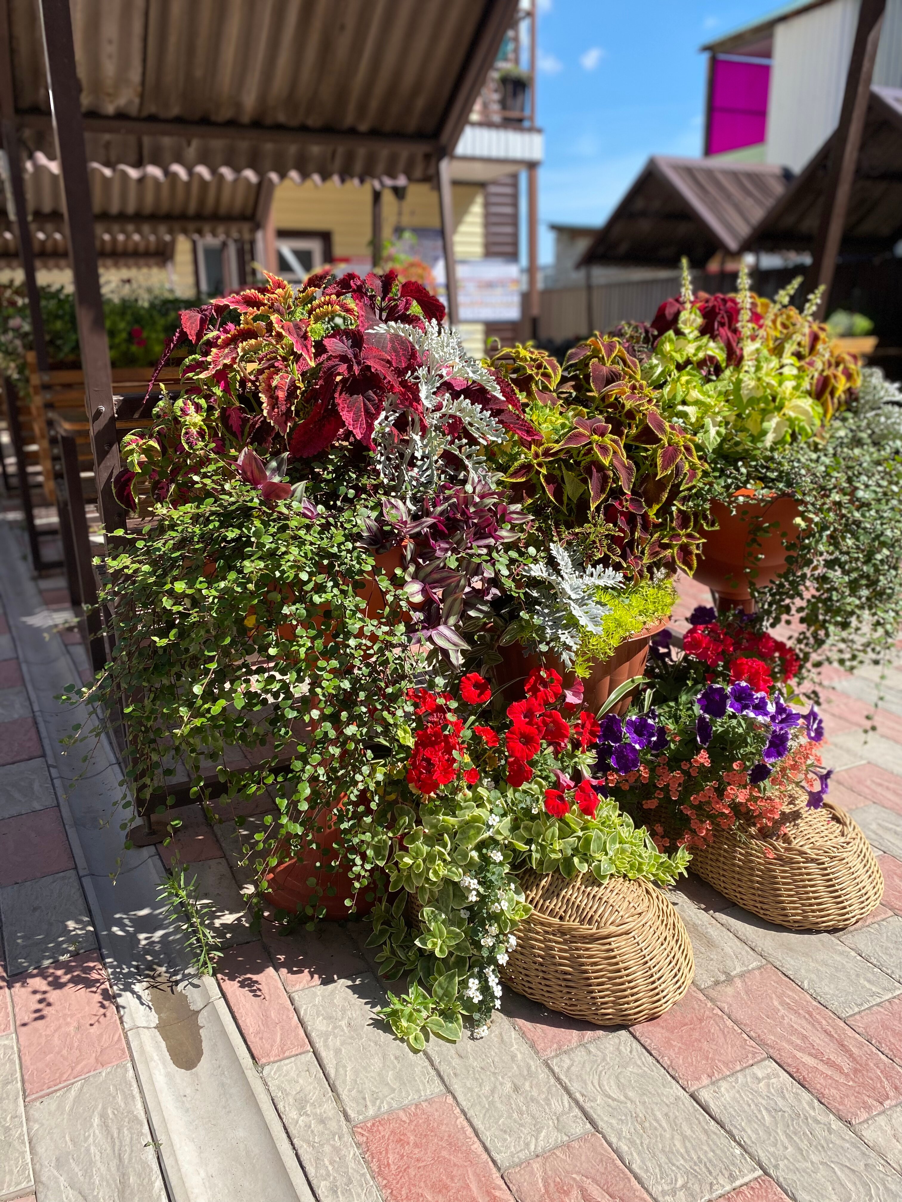 Фото Александрия 56