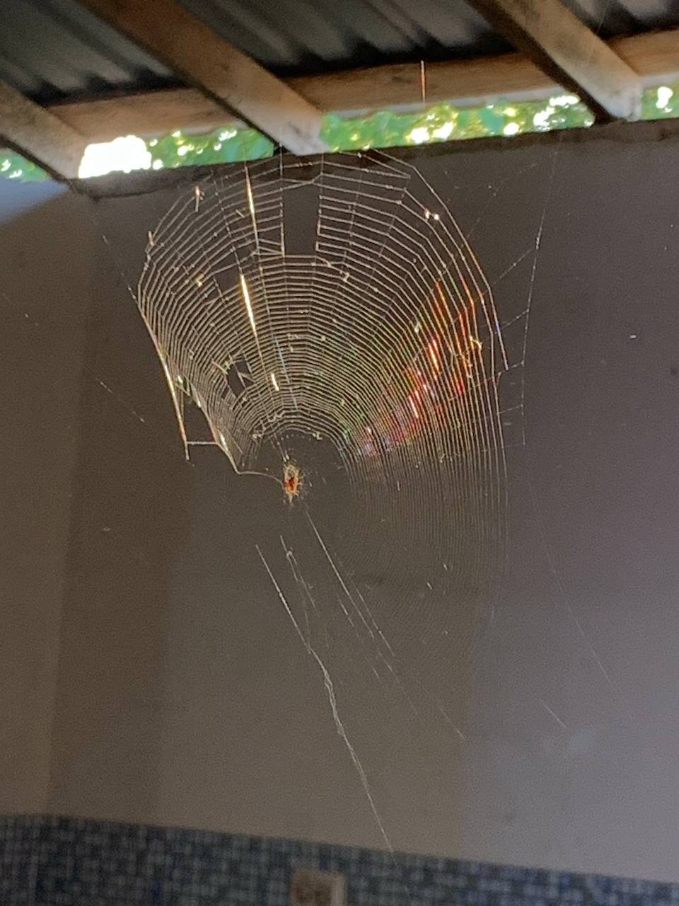 Фото Жемчужина