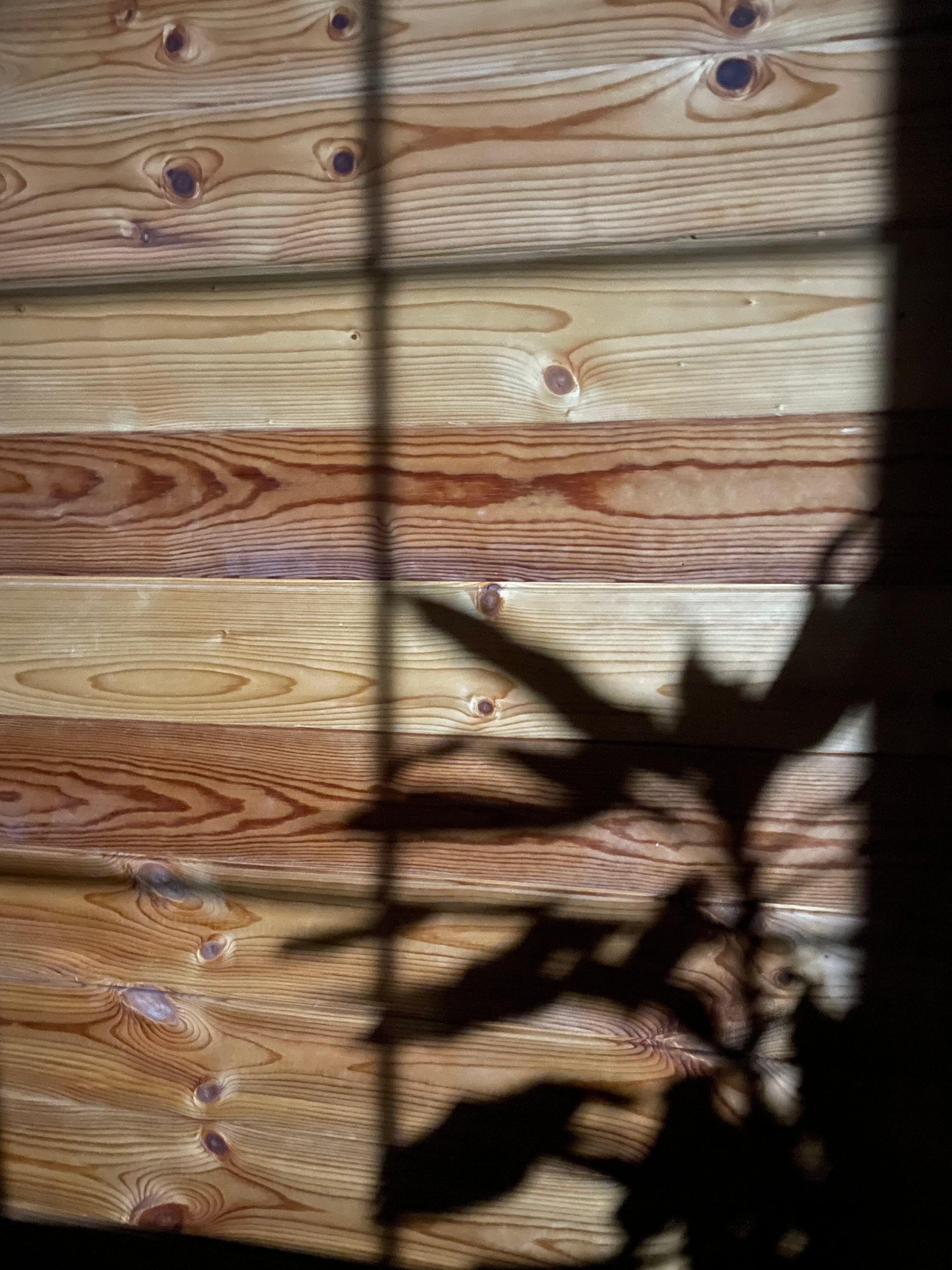 Фото Рай в шалаше