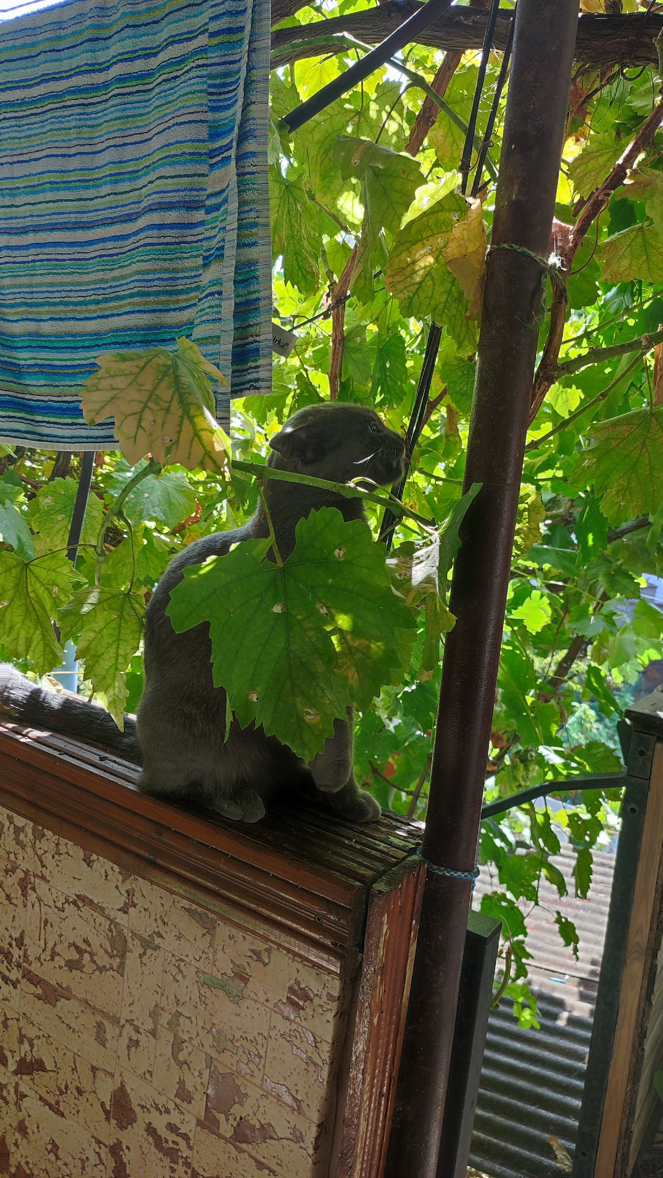 Фото Морелюб