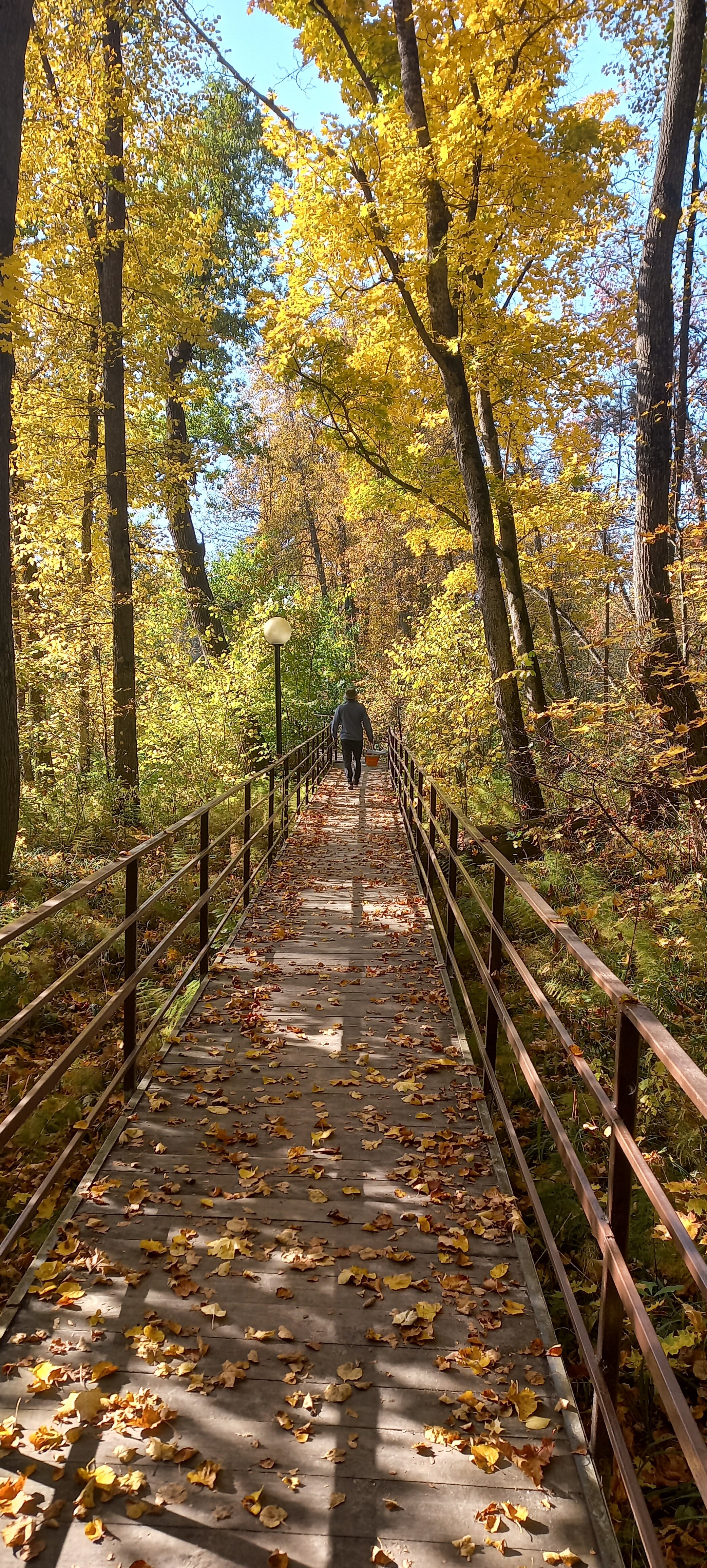 Фото Лесная дача