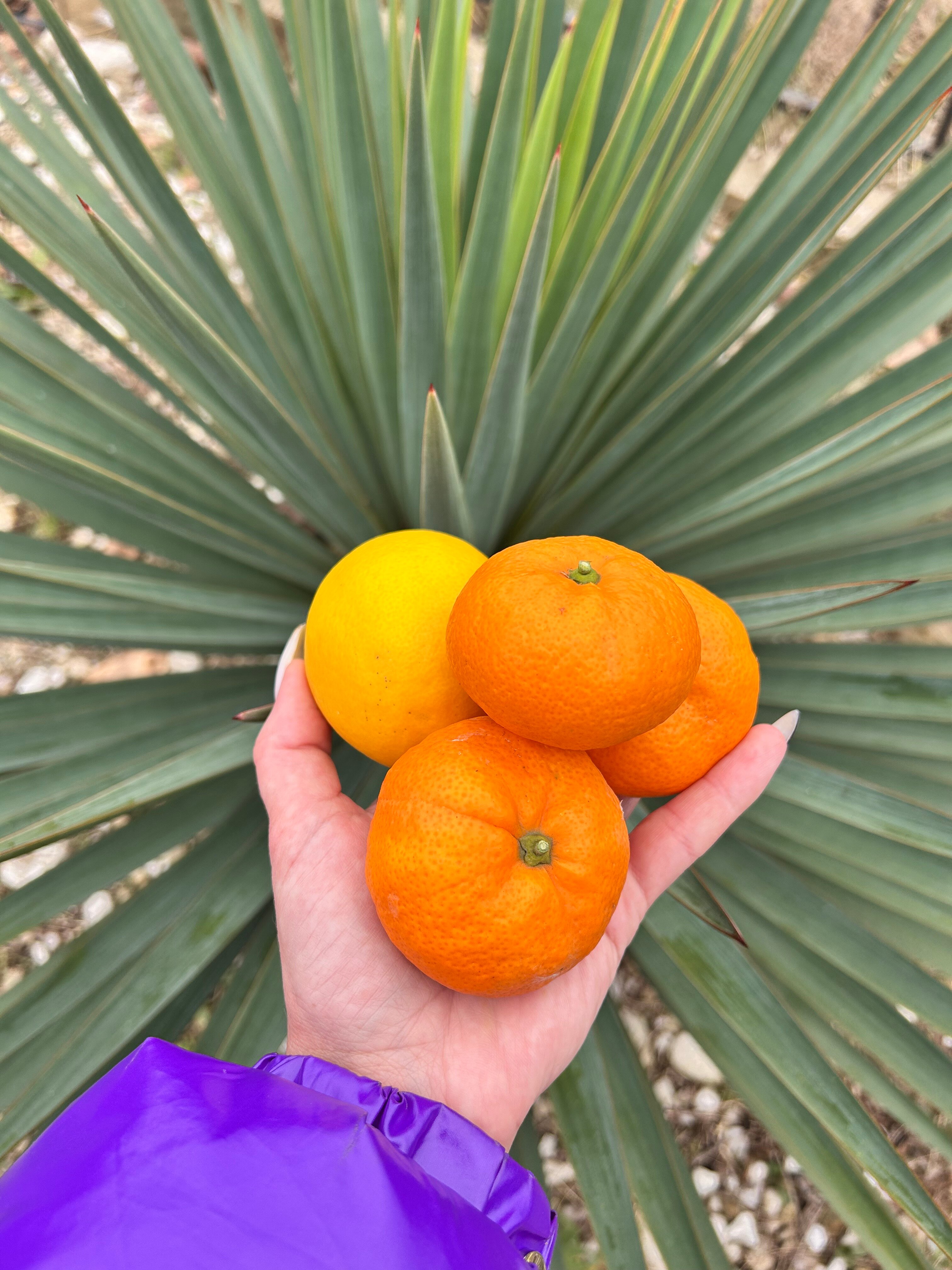 Фото Дивный Сад