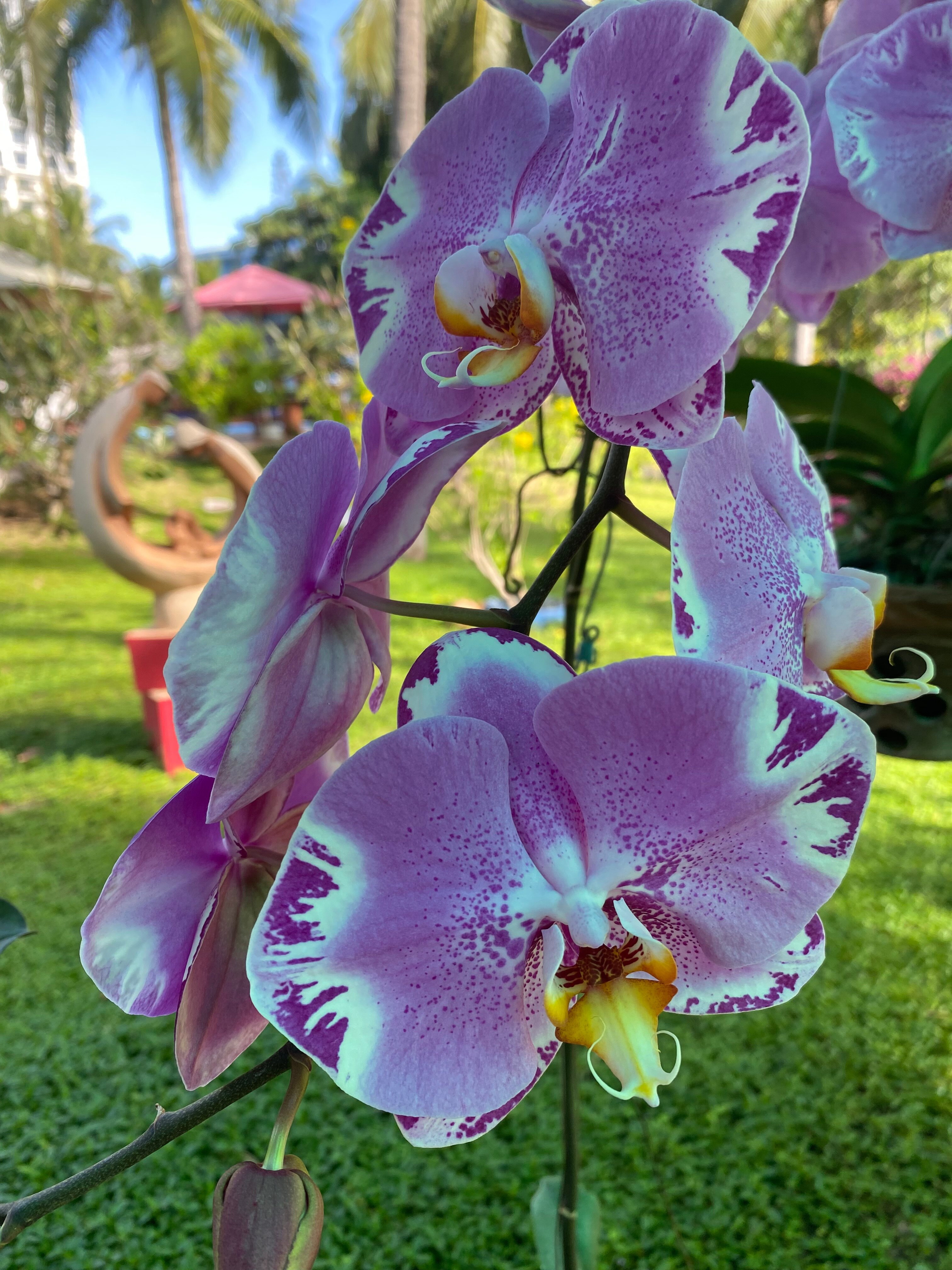 Фото Palmira Beach Resort & SPA