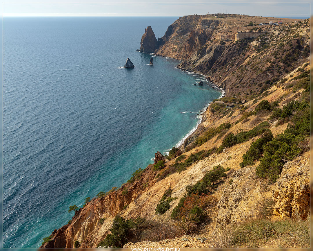 Фото Дельфин