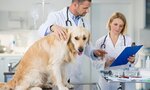 Vet-Expert (ulitsa Lenina, 131), veterinary clinic