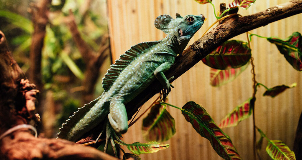Pet shop Exomenu, Saint Petersburg, photo