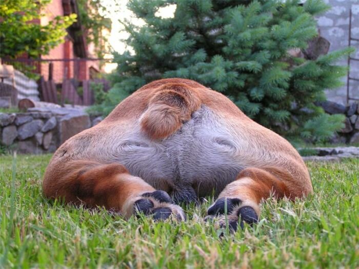 Картинка жопа прикол