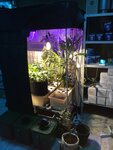 GidraBox.ru (Korolenko Street, 7к2), gardening shop