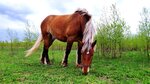 Royal Horse (Kostromskoy rayon, Baksheyevskoye selskoye poseleniye, derevnya Klyushnikovo) ، ركوب الخيل