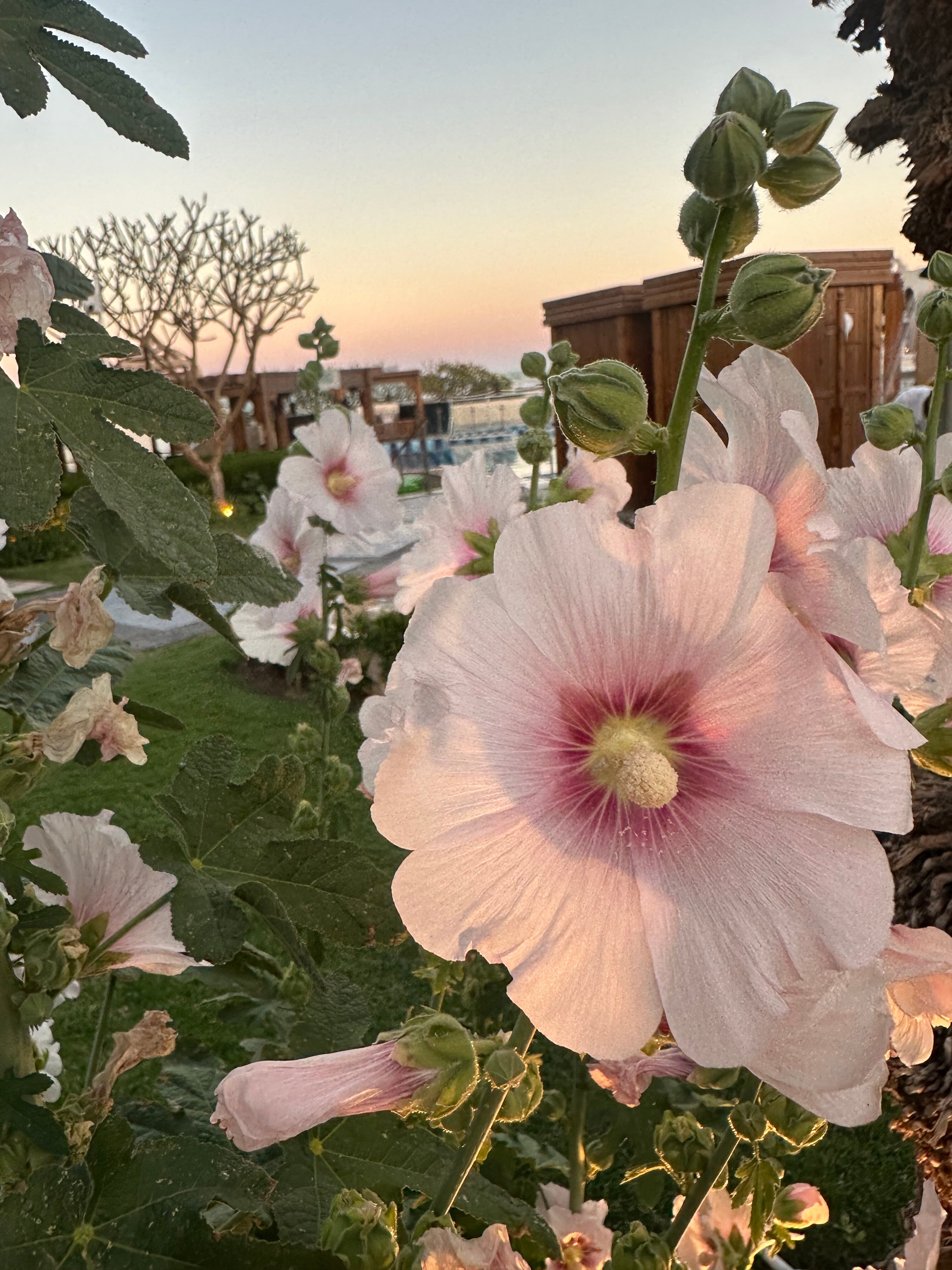 Фото Sunrise Arabian Beach Resort