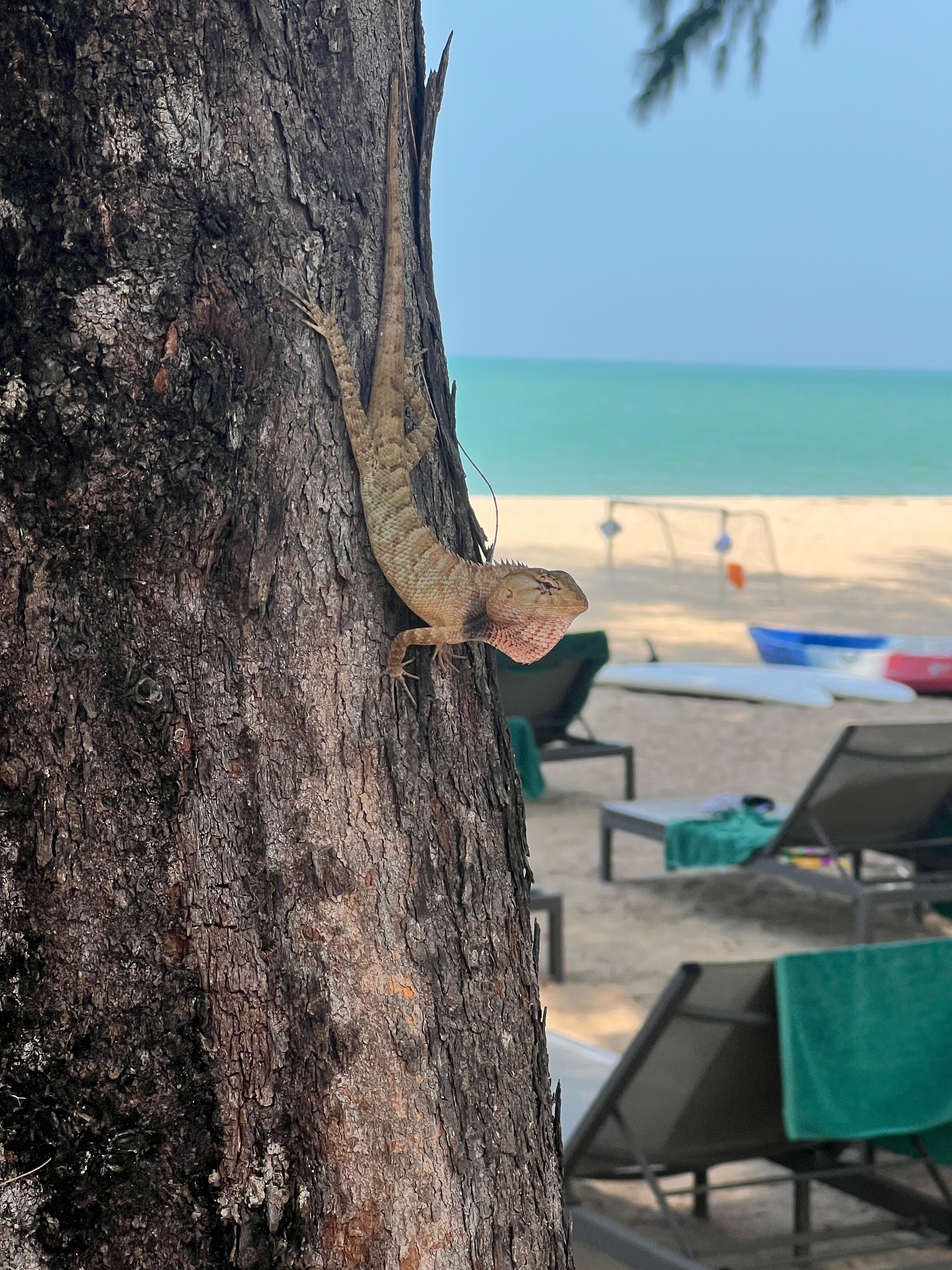 Фото Outrigger Khao Lak Beach Resort