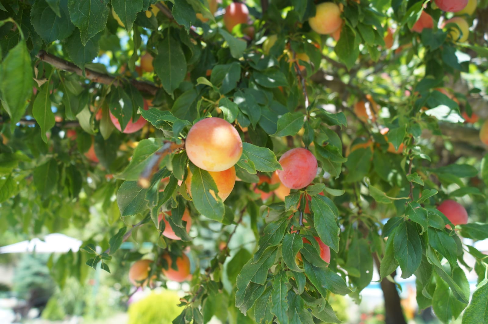 Фото Сибирячка