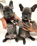 French Kennel (Amurskaya Street, 16к1), animal nursery