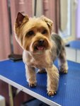 ПрофиГрум (Aviamotornaya Street, 47), pet salon