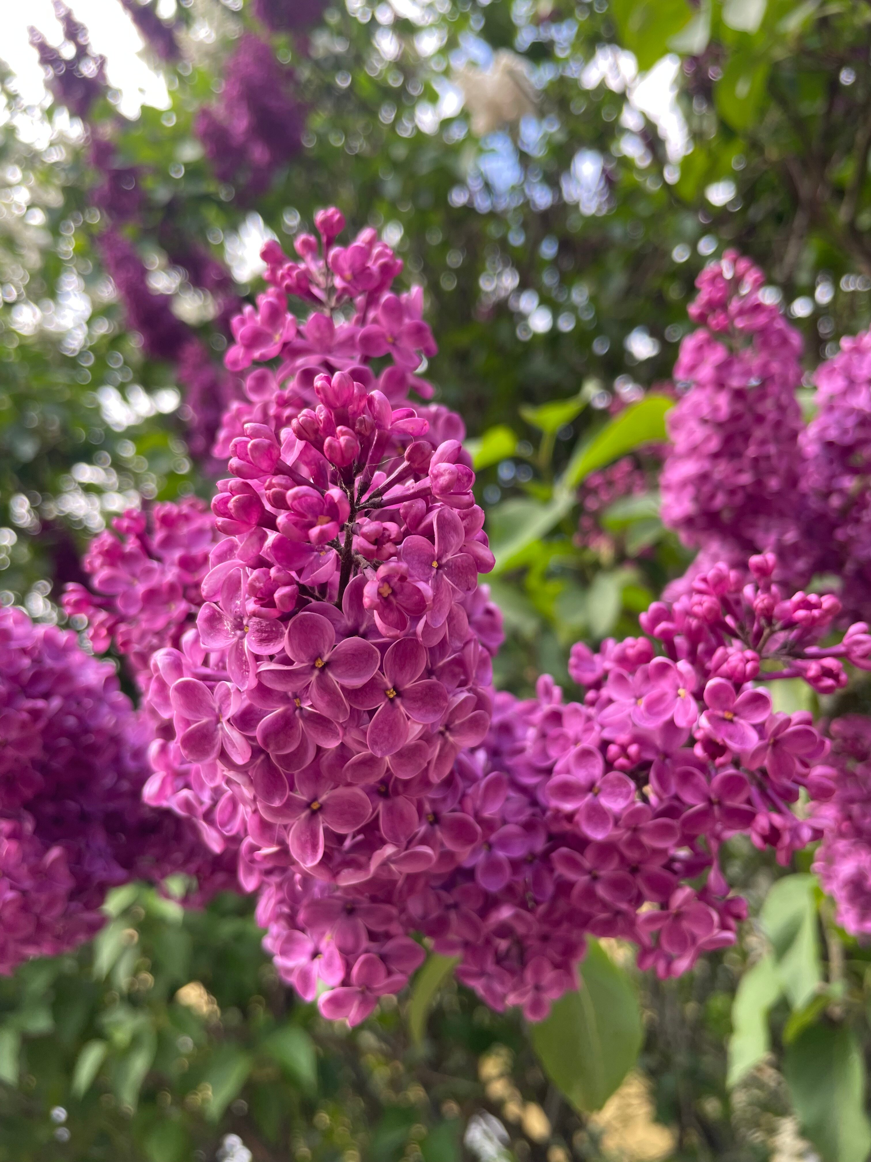 Фото Усадьба Горки