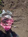 Сады Севера (Vologda Region, Kirillovskiy munitsipalny okrug, derevnya Mitino), vivero de plantas