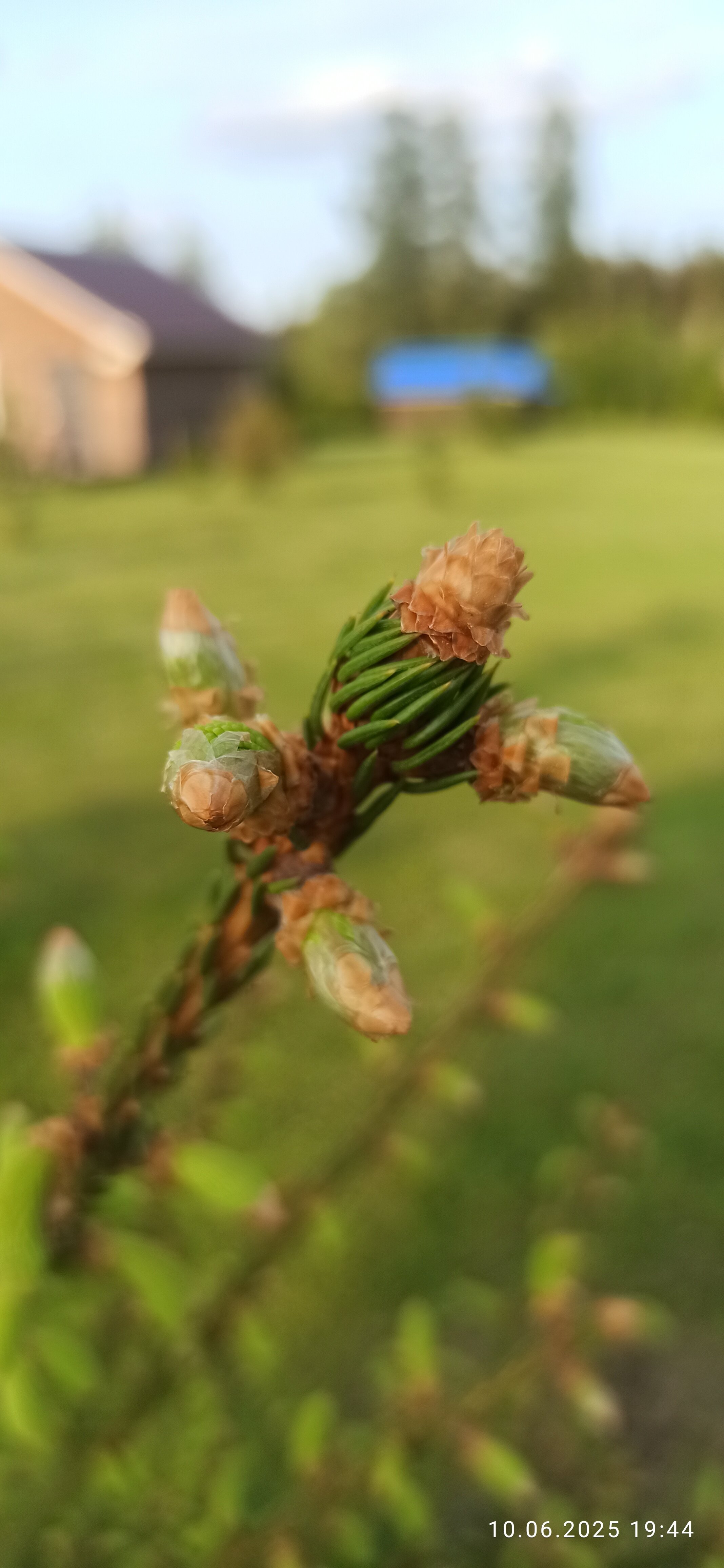 Фото Каранкое