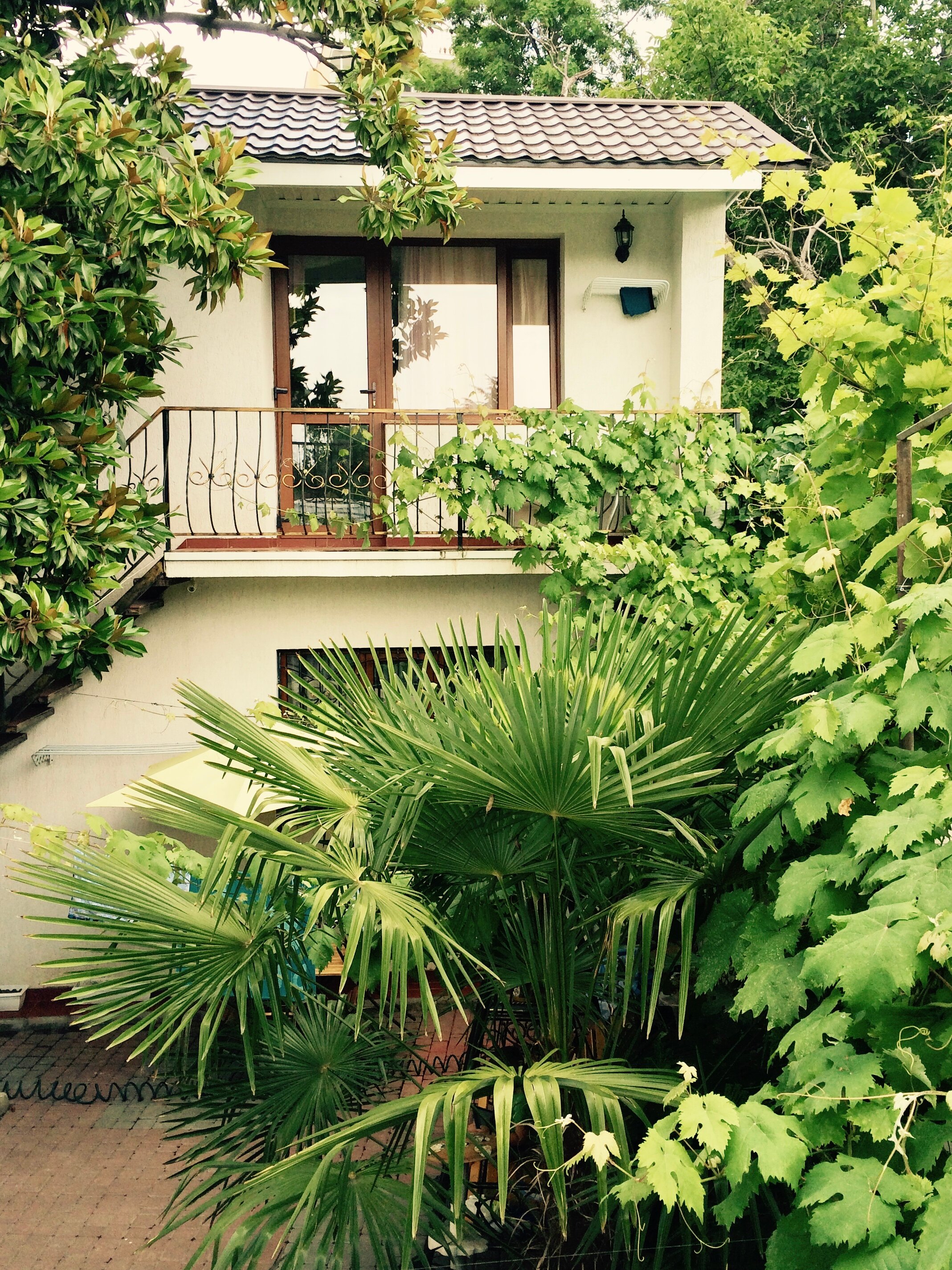 Фото Белая магнолия