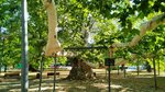 Platan Kod Miloševog Konaka (Belgrade County, gradska opština Savski Venac, Topčiderski park), medios de protección individual