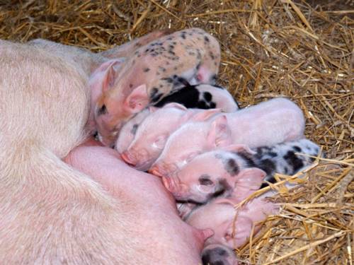 Фото I Segreti del Borgo