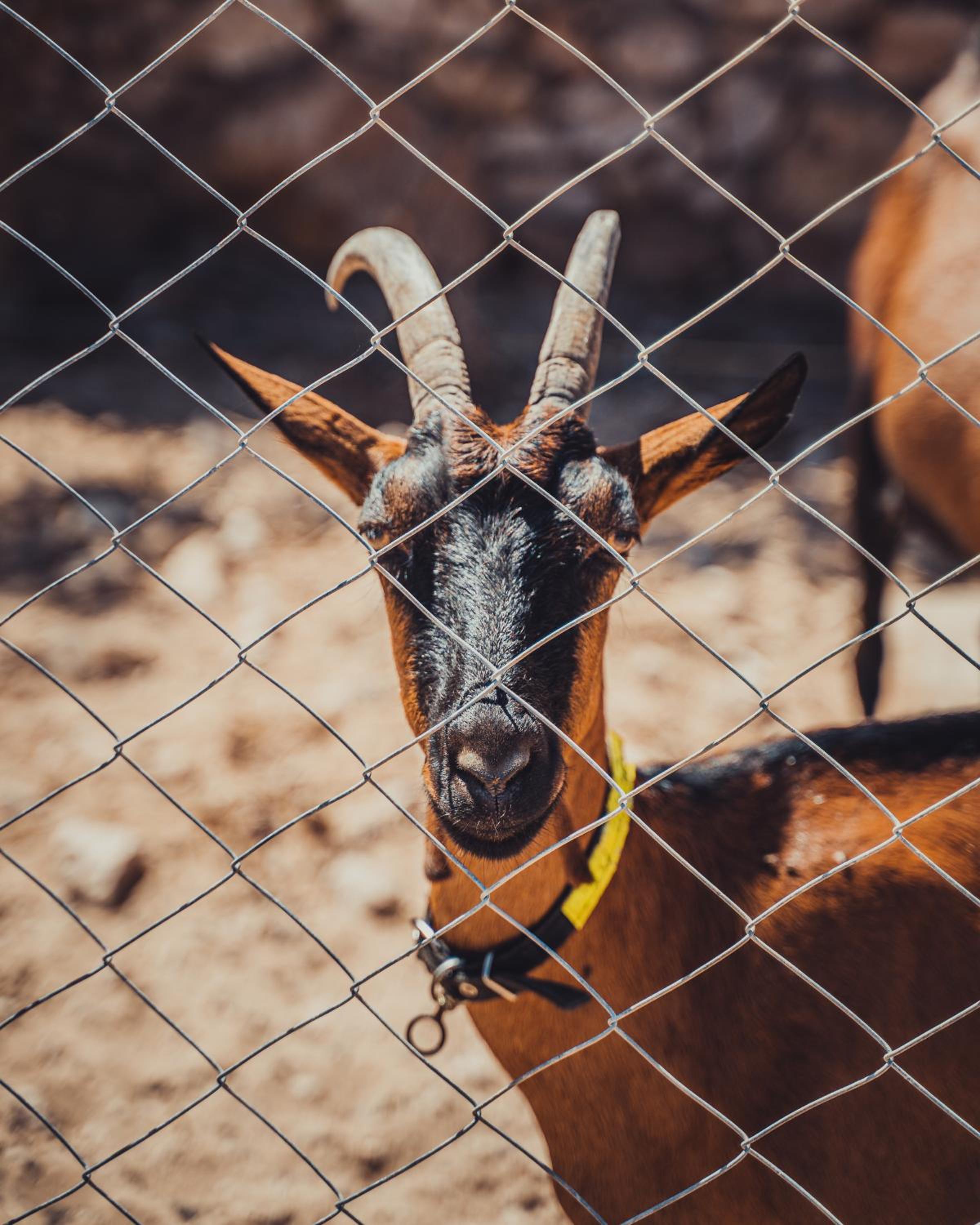 Фото Baberrih Hospitality Palaces & Resorts