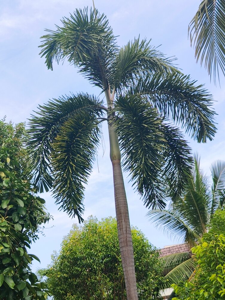Фото Пхукет Голден Сэнд Инн