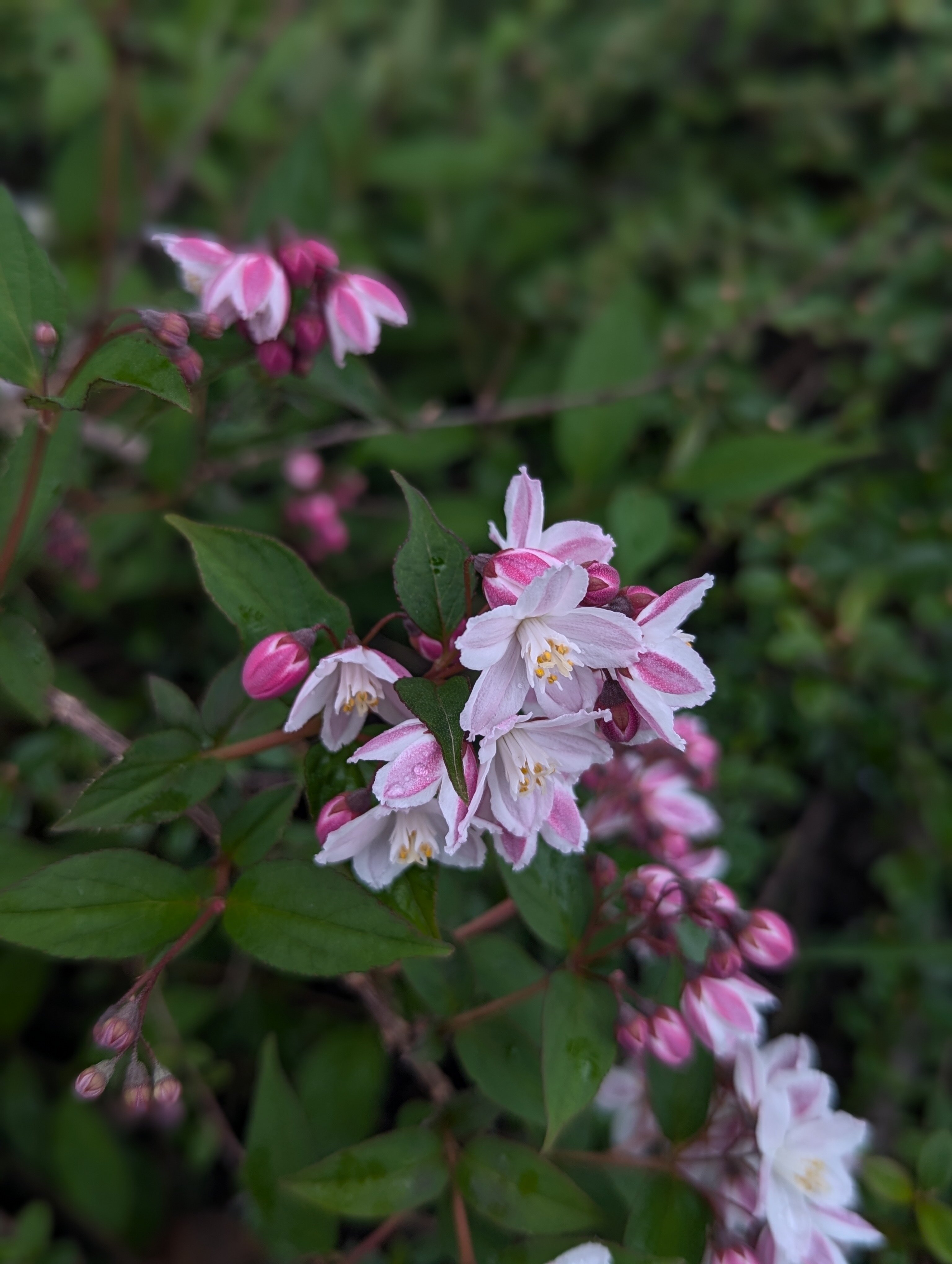 Фото Дом Вилладж