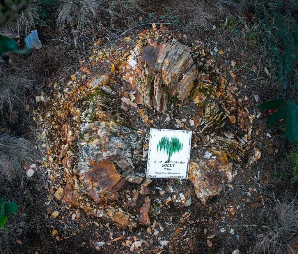 Nature Seben Fossil Research Forest, Seben, photo