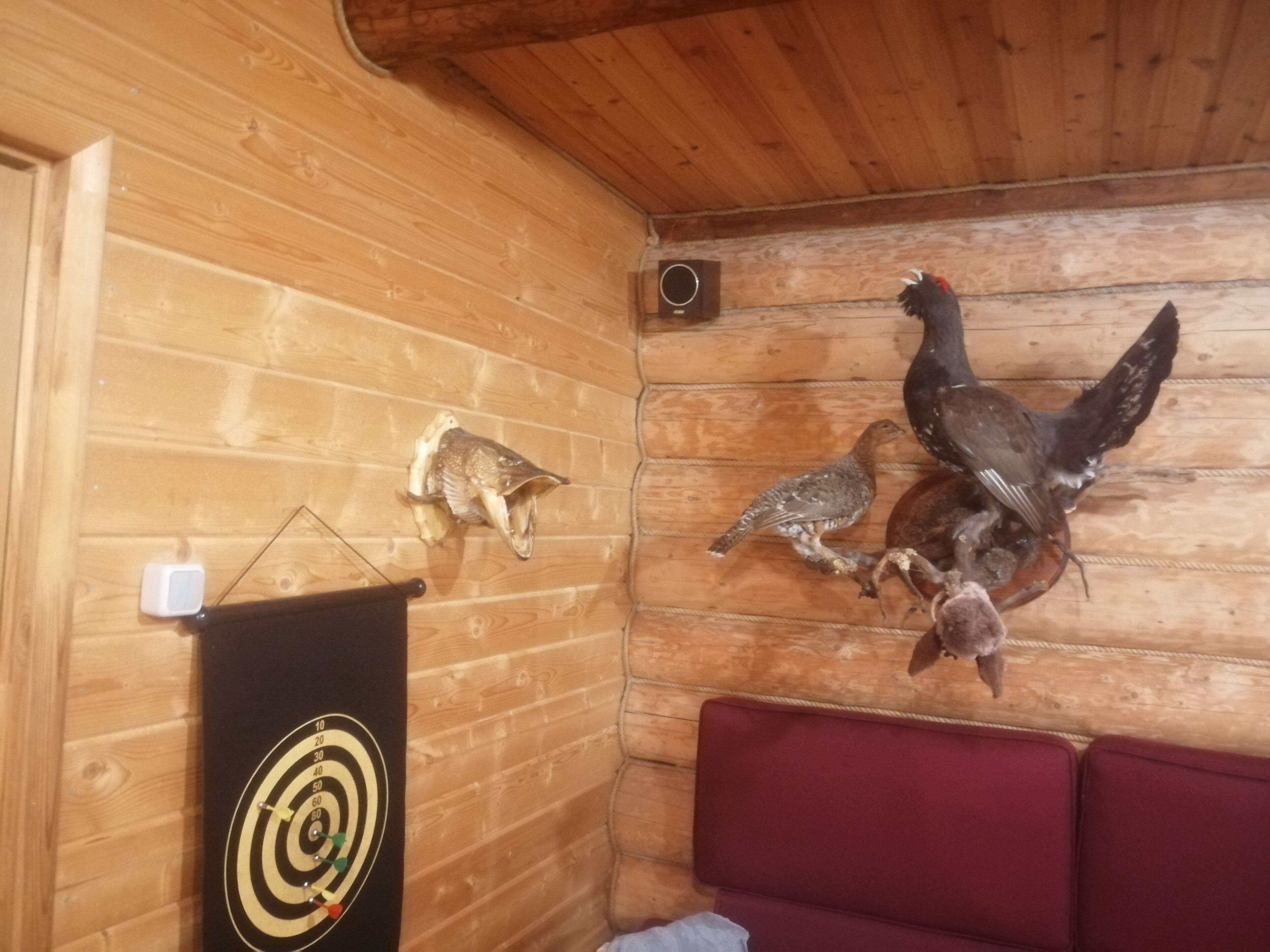 Фото Морошка