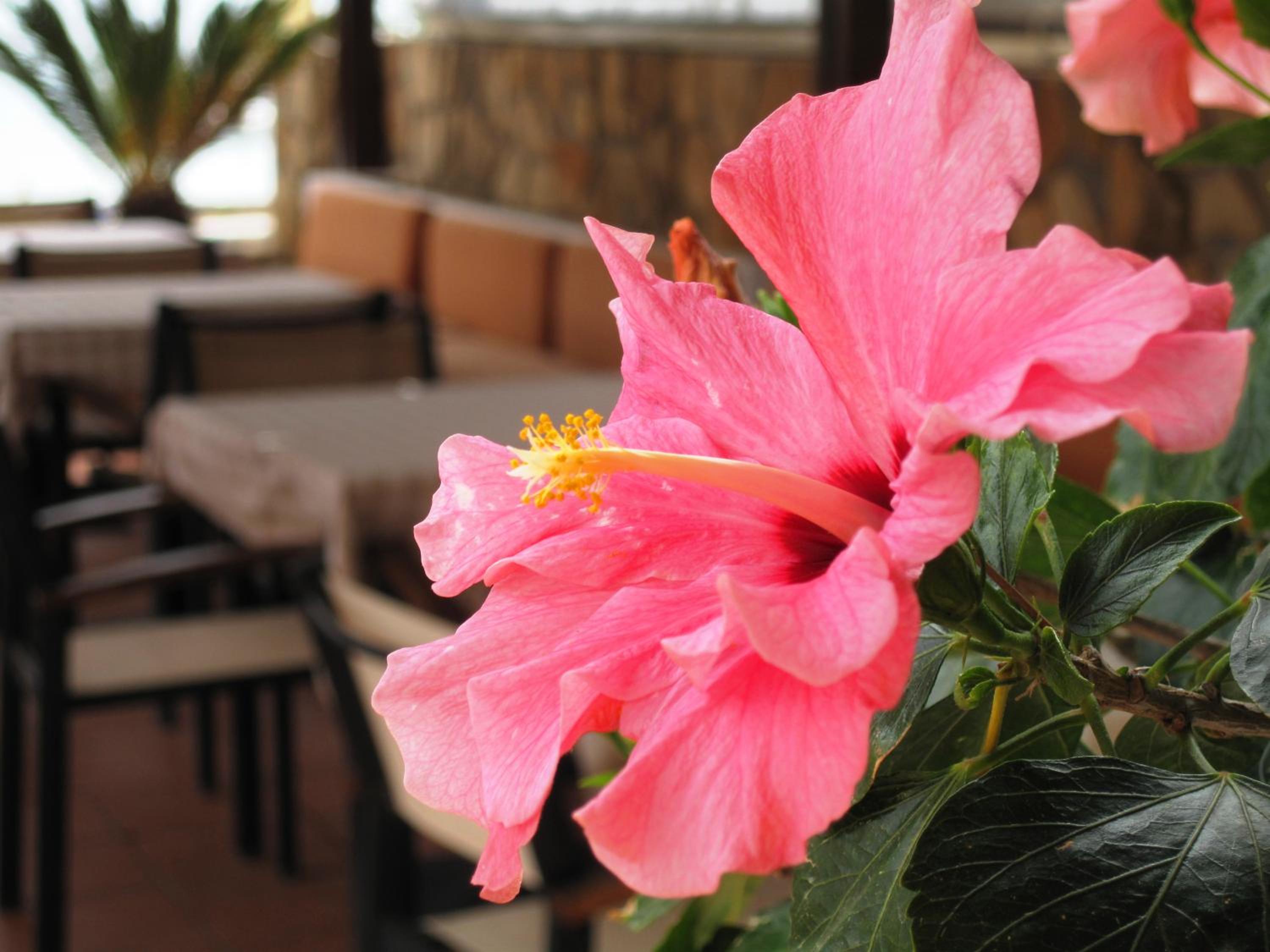 Фото Faedra Beach Hotel