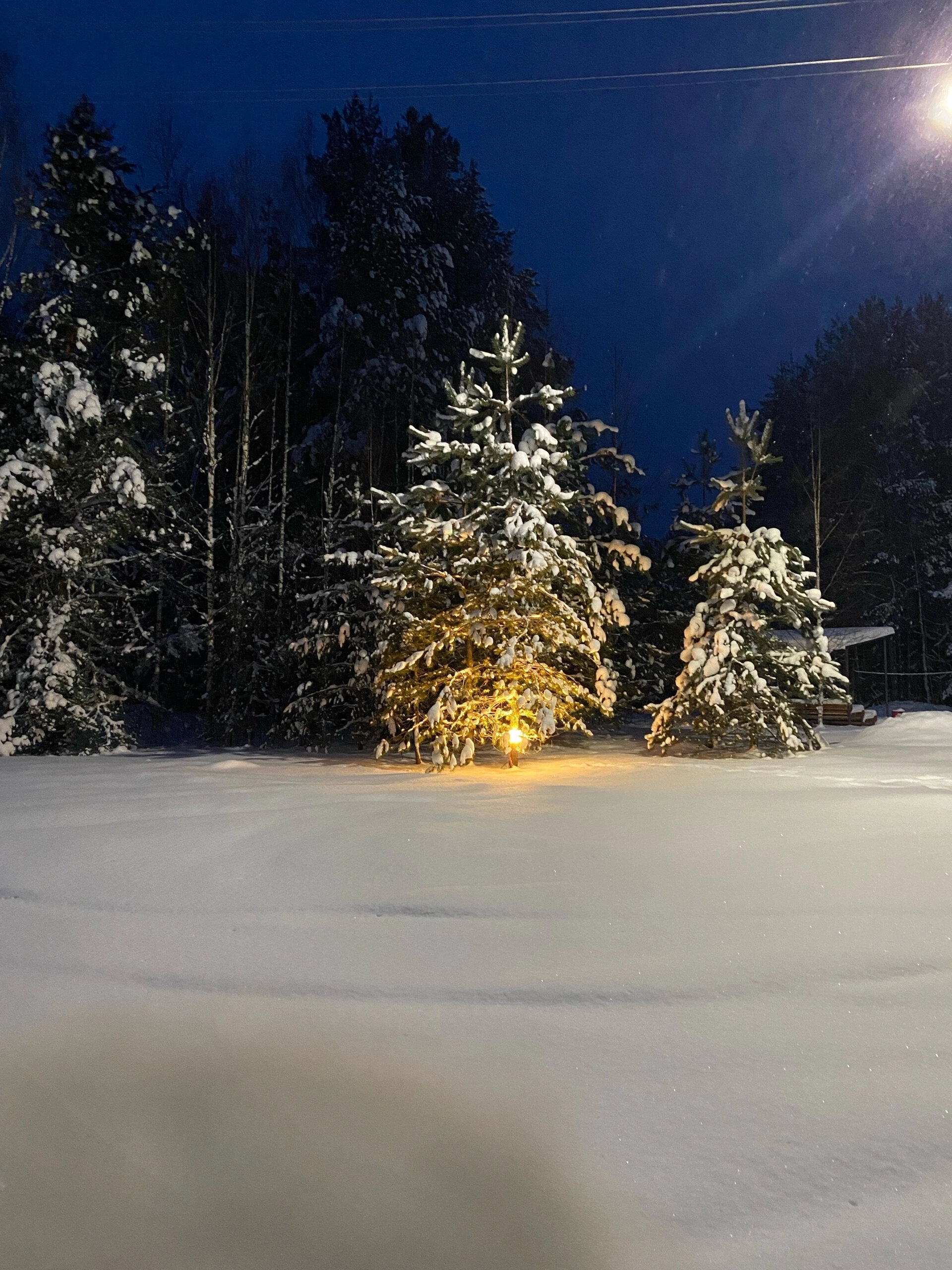 Фото Сибирянка