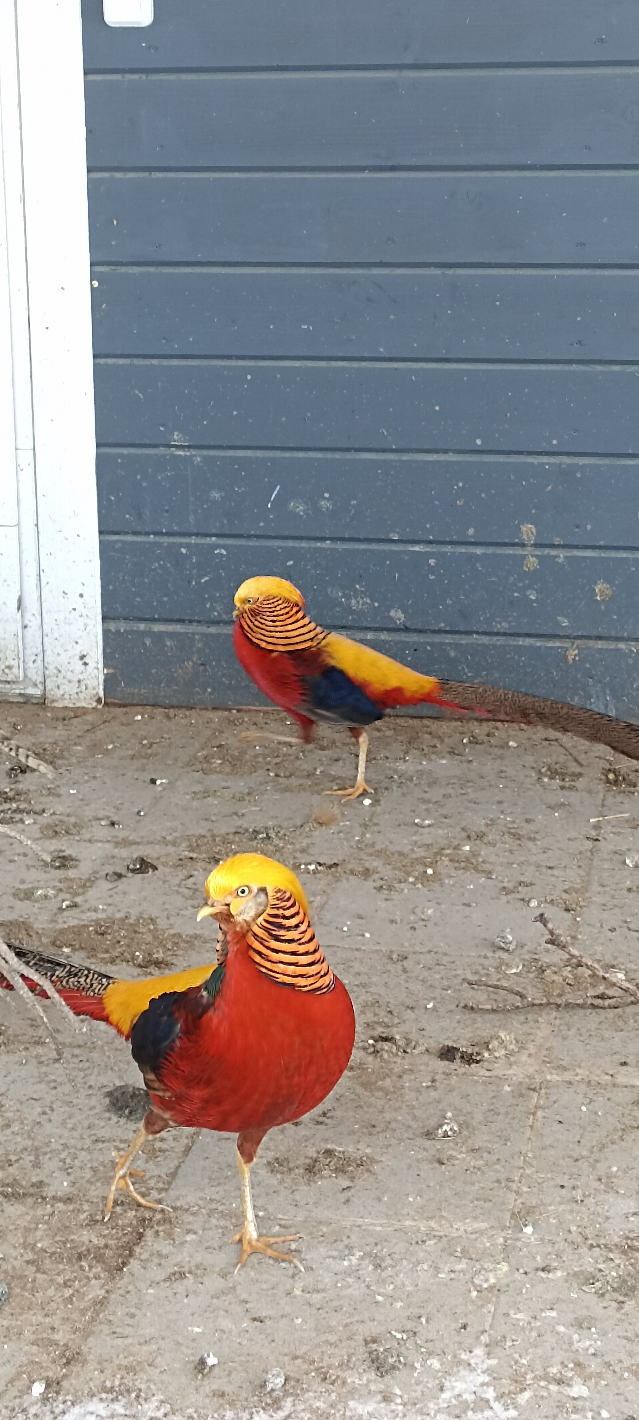 Фото Утиная история