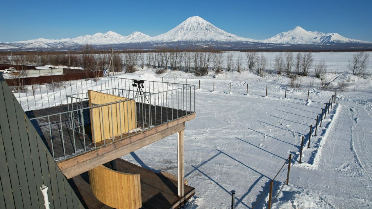 Фото Жимолость