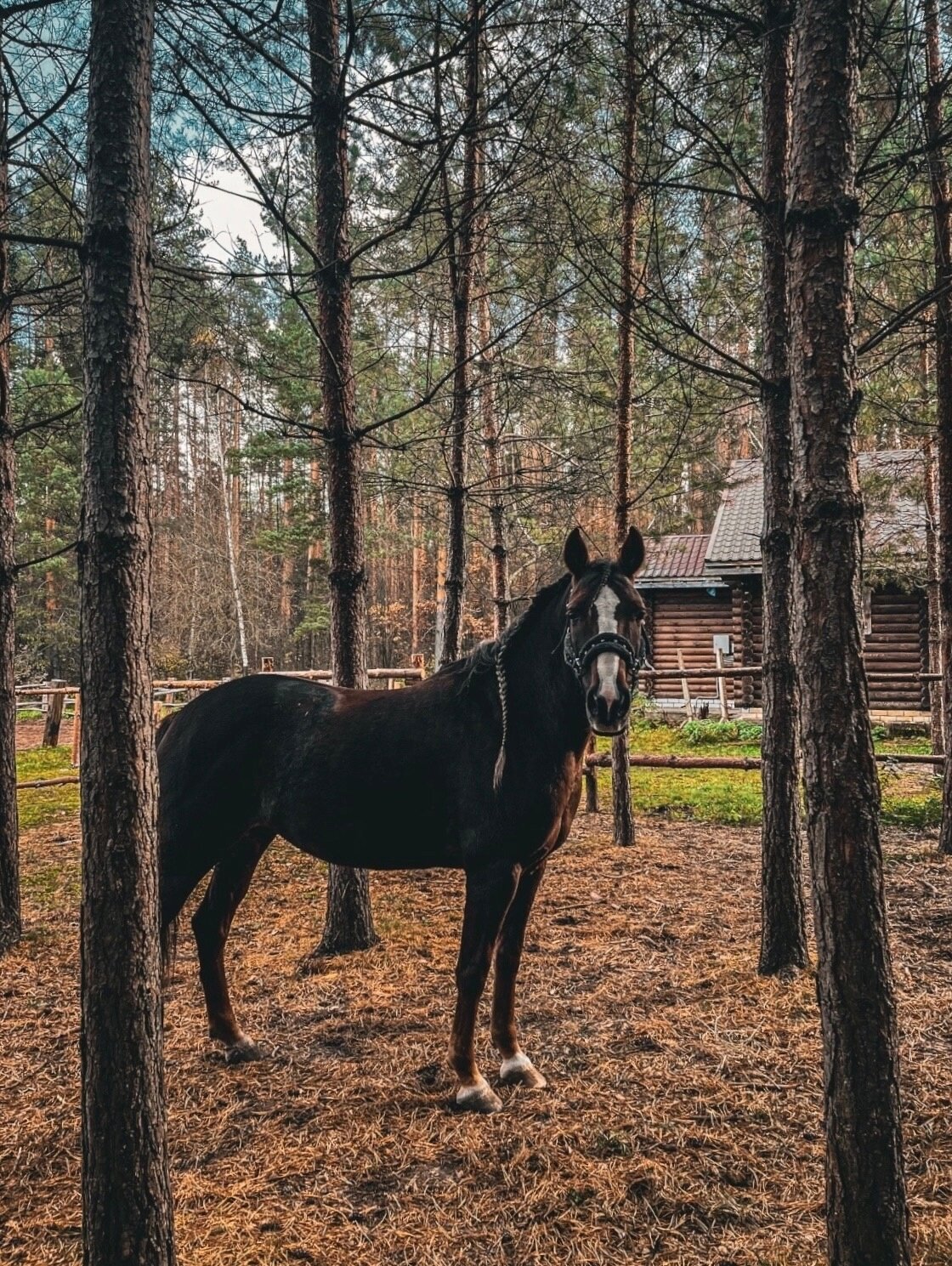 Фото Экопарк Лесной ключ