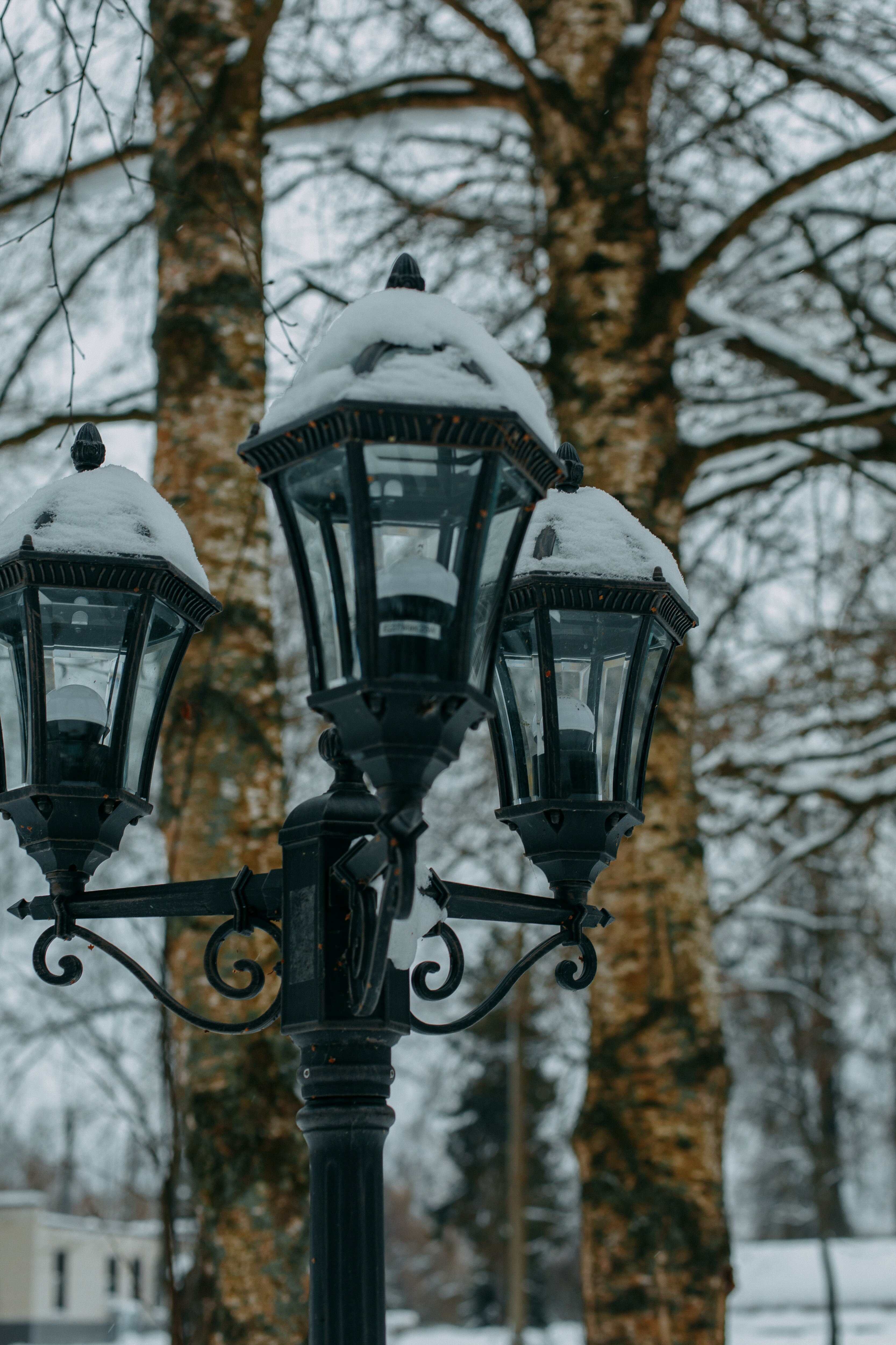 Фото Хвоя Бестужево