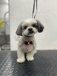 PetLab (V.I. Lenina Avenue, 51А), salón de mascota, peluquería de animales
