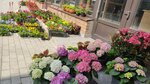 Ароматный сад (derevnya Talitsy, 90), floristeria