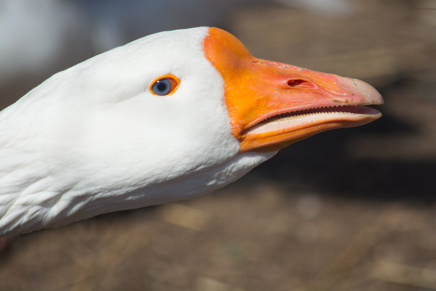 Фото Поместье Конная эстетика