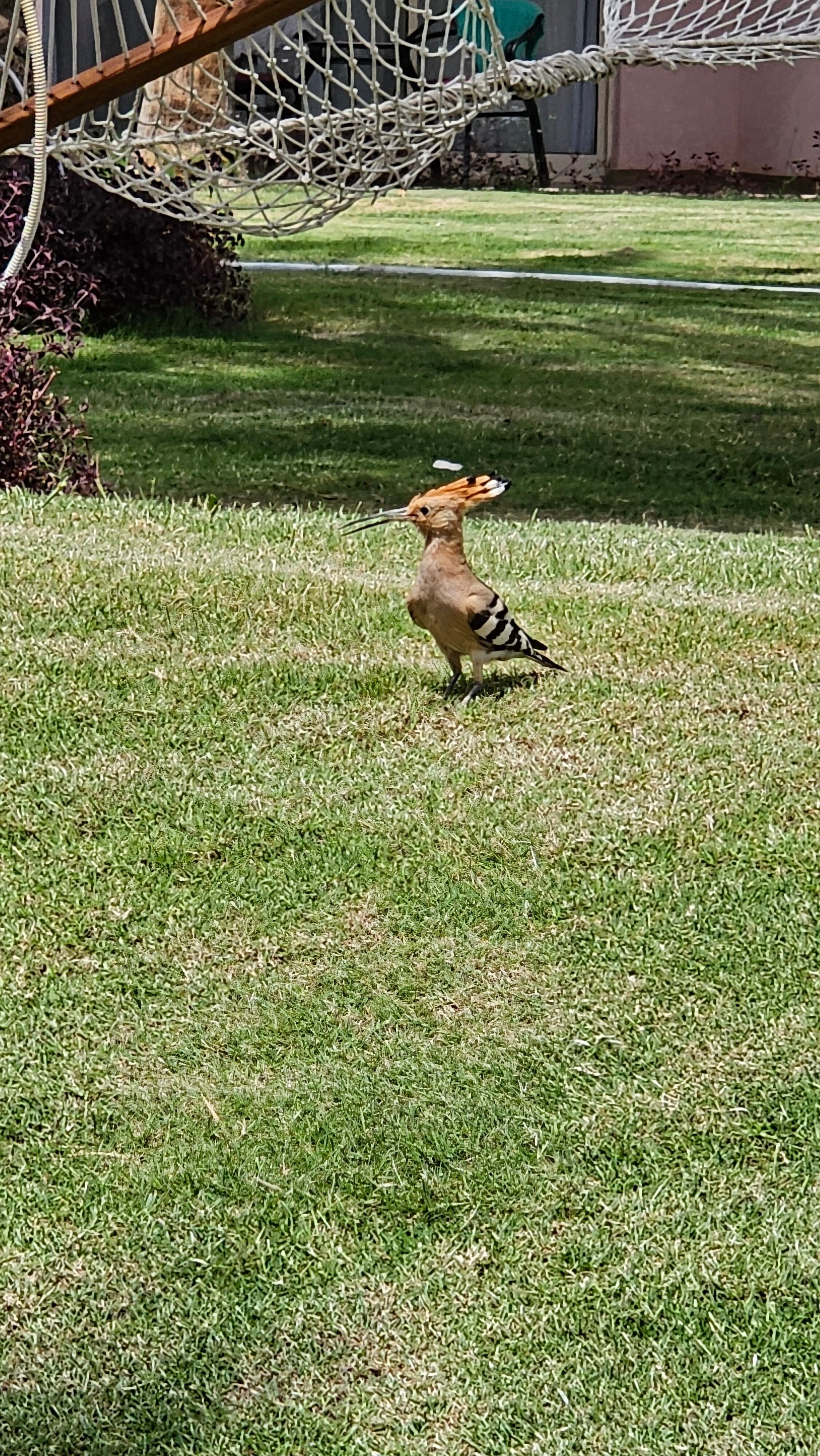 Фото Parrotel Beach Resort